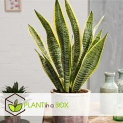 Sansevieria Laurentii - Set Van 4 - Vrouwentong - Pot 12cm - Hoogte 30-40cm -Goedkope Planten winkel 1000043662 0102