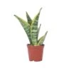Sansevieria Laurentii - Set Van 4 - Vrouwentong - Pot 12cm - Hoogte 30-40cm