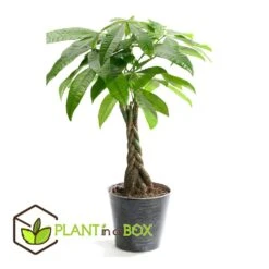 Pachira Aquatica - "Geldboom" - Pot 17cm - Hoogte 60-70cm -Goedkope Planten winkel 1000043664 0102