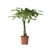 Pachira Aquatica - "Geldboom" - Pot 17cm - Hoogte 60-70cm 9 Pachira Aquatica - "Geldboom" - Pot 17cm - Hoogte 60-70cm -Goedkope Planten winkel 1000043664