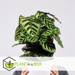 Calathea Makoyana - Tropisch Plant - Pot 21cm - Hoogte 60-70cm -Goedkope Planten winkel 1000043666 0102