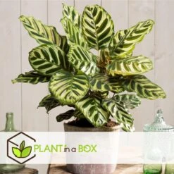 Calathea Makoyana - Tropisch Plant - Pot 21cm - Hoogte 60-70cm -Goedkope Planten winkel 1000043666 0103