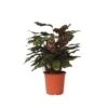 Calathea Makoyana - Tropisch Plant - Pot 21cm - Hoogte 60-70cm -Goedkope Planten winkel 1000043666