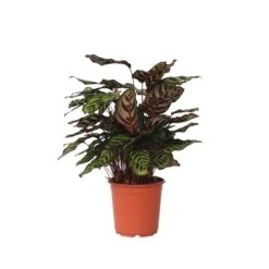 Calathea Makoyana - Tropisch Plant - Pot 21cm - Hoogte 60-70cm