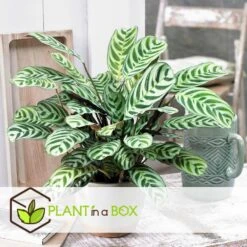 Ctenanthe 'gebedsplant' - Set Van 4 - Burle-marxii - Pot 12cm - Hoogte 25-40cm -Goedkope Planten winkel 1000043671 0102