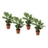 Ctenanthe 'gebedsplant' - Set Van 4 - Burle-marxii - Pot 12cm - Hoogte 25-40cm -Goedkope Planten winkel 1000043671