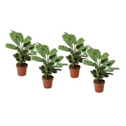 Ctenanthe 'gebedsplant' - Set Van 4 - Burle-marxii - Pot 12cm - Hoogte 25-40cm