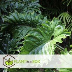 Alocasia Odora - "Olifantsoor" - Pot 17cm - Hoogte 55-75cm -Goedkope Planten winkel 1000043672 0102