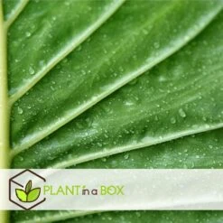 Alocasia Odora - "Olifantsoor" - Pot 17cm - Hoogte 55-75cm -Goedkope Planten winkel 1000043672 0103