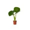 Alocasia Odora - "Olifantsoor" - Pot 17cm - Hoogte 55-75cm -Goedkope Planten winkel 1000043672