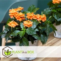 Crossandra Fortuna - Set Van 4 - Oranje Bloemen - Pot 13cm - Hoogte 20-30cm -Goedkope Planten winkel 1000043674 0103