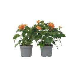 Crossandra Fortuna - Set Van 4 - Oranje Bloemen - Pot 13cm - Hoogte 20-30cm