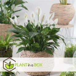 Spathiphyllum 'Lepelplant' - Set Van 4 - Pot 12cm - Hoogte 30-40cm -Goedkope Planten winkel 1000043675 0103