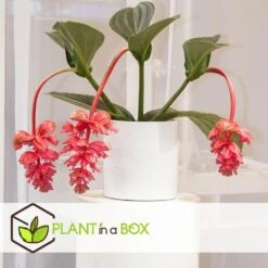 Medinilla Magnifica - Set Van 2 - Pot 17cm - Hoogte 40-50cm -Goedkope Planten winkel 1000043680 0102