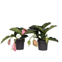 Medinilla Magnifica - Set Van 2 - Pot 17cm - Hoogte 40-50cm