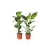 Strelitzia Nicolai - Set Van 2 - Paradijsvogelplant - Pot 17cm - Hoogte 55-70cm