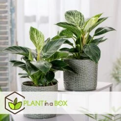 Philodendron 'White Wave' - Pot 12cm - Hoogte 20-30cm -Goedkope Planten winkel 1000043693 0102