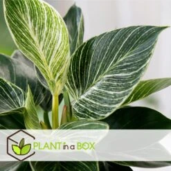 Philodendron 'White Wave' - Pot 12cm - Hoogte 20-30cm -Goedkope Planten winkel 1000043693 0103