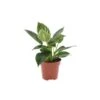 Philodendron 'White Wave' - Pot 12cm - Hoogte 20-30cm -Goedkope Planten winkel 1000043693
