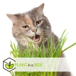 Cyperus - Set Van 6 - Kattengras - Pot 12cm - Hoogte 30-40cm -Goedkope Planten winkel 1000043694 0102