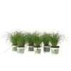 Cyperus - Set Van 6 - Kattengras - Pot 12cm - Hoogte 30-40cm -Goedkope Planten winkel 1000043694