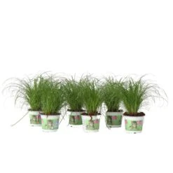 Cyperus - Set Van 6 - Kattengras - Pot 12cm - Hoogte 30-40cm