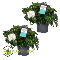 Gardenia Jasminoides - Set Van 2 - Pot 13cm - Hoogte 20-30cm -Goedkope Planten winkel 1000043700 0102