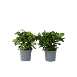 Gardenia Jasminoides - Set Van 2 - Pot 13cm - Hoogte 20-30cm
