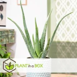 Aloë Vera - Set Van 2 - Succulent - Pot 10,5cm - Hoogte 25-40cm -Goedkope Planten winkel 1000043701 0102