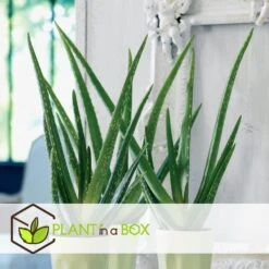 Aloë Vera - Set Van 2 - Succulent - Pot 10,5cm - Hoogte 25-40cm -Goedkope Planten winkel 1000043701 0103