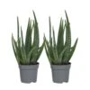 Aloë Vera - Set Van 2 - Succulent - Pot 10,5cm - Hoogte 25-40cm -Goedkope Planten winkel 1000043701