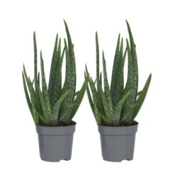 Aloë Vera - Set Van 2 - Succulent - Pot 10,5cm - Hoogte 25-40cm