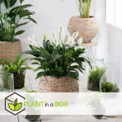 Spathiphyllum Lima - Set Van 4 - Lepelplant - Pot 17cm - Hoogte 60-75cm -Goedkope Planten winkel 1000043704 0102