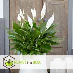Spathiphyllum Lima - Set Van 4 - Lepelplant - Pot 17cm - Hoogte 60-75cm -Goedkope Planten winkel 1000043704 0103