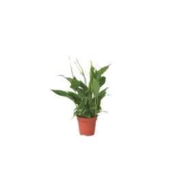 Spathiphyllum Lima - Set Van 4 - Lepelplant - Pot 17cm - Hoogte 60-75cm