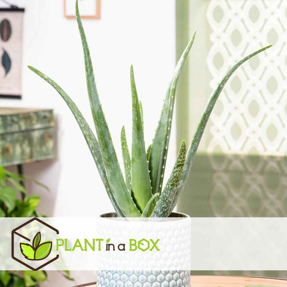 Aloë Vera - Set Van 6 - Succulent - Pot 10,5cm - Hoogte 25-40cm 3 Aloë Vera - Set Van 6 - Succulent - Pot 10,5cm - Hoogte 25-40cm - Afbeelding 3