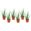 Aloë Vera - Set Van 6 - Succulent - Pot 10,5cm - Hoogte 25-40cm