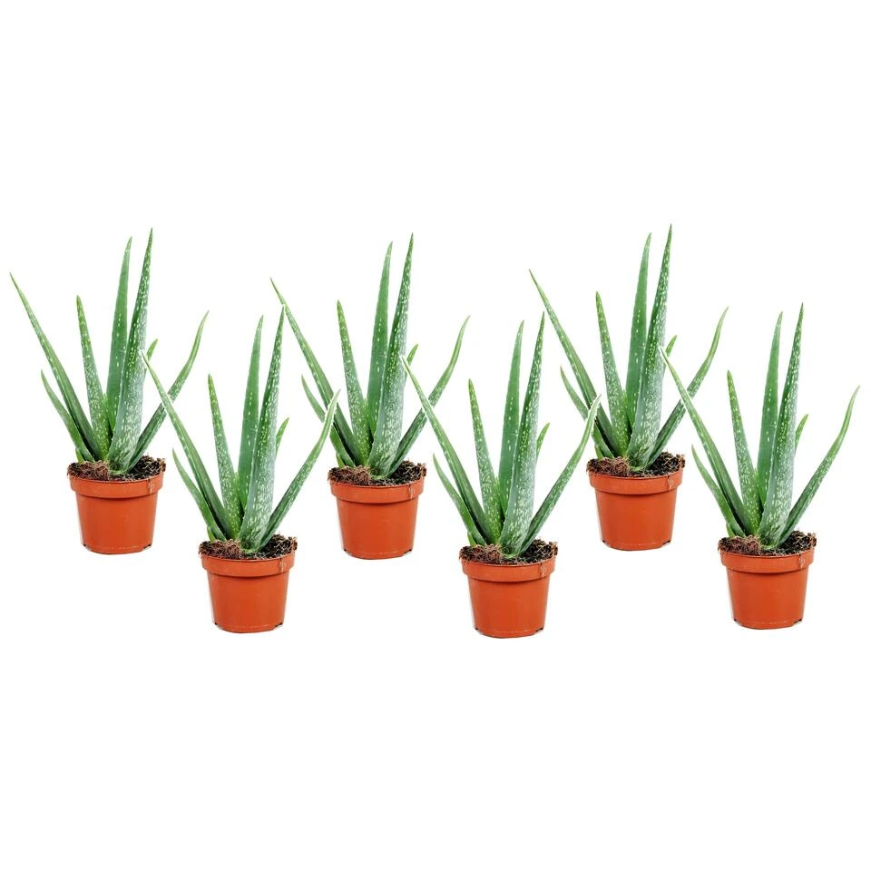Aloë Vera - Set Van 6 - Succulent - Pot 10,5cm - Hoogte 25-40cm 1 Aloë Vera - Set Van 6 - Succulent - Pot 10,5cm - Hoogte 25-40cm