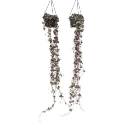 Ceropegia Woodii - Set Van 2 - Lantaarnplantje - Pot 14cm - Hoogte 10-20cm