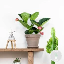 Medinilla Magnifica 'Flamenco' – Trosbloem – ⌀17 Cm - ↕50-60 Cm -Goedkope Planten winkel 1000045243 0101