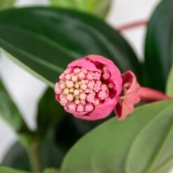 Medinilla Magnifica 'Flamenco' – Trosbloem – ⌀17 Cm - ↕50-60 Cm -Goedkope Planten winkel 1000045243 0102