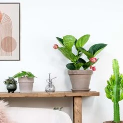 Medinilla Magnifica 'Flamenco' – Trosbloem – ⌀17 Cm - ↕50-60 Cm -Goedkope Planten winkel 1000045243 0103