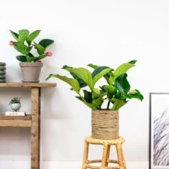 Medinilla Magnifica – Trosbloem – ⌀17 Cm - ↕50-60 Cm -Goedkope Planten winkel 1000045244 0103