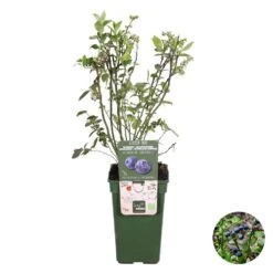 Vaccinium Corymbosum 'Goldtraube 71'– Bosbes – ⌀19 Cm - ↕40-50 Cm