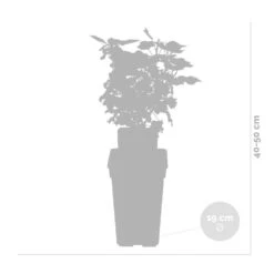 Ribes Rubrum 'Jonkheer Van Tets'– Aalbes – ⌀19 Cm - ↕40-50 Cm -Goedkope Planten winkel 1000045248 0102