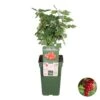 Ribes Rubrum 'Jonkheer Van Tets'– Aalbes – ⌀19 Cm - ↕40-50 Cm -Goedkope Planten winkel 1000045248