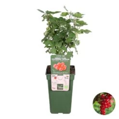 Ribes Rubrum 'Jonkheer Van Tets'– Aalbes – ⌀19 Cm - ↕40-50 Cm