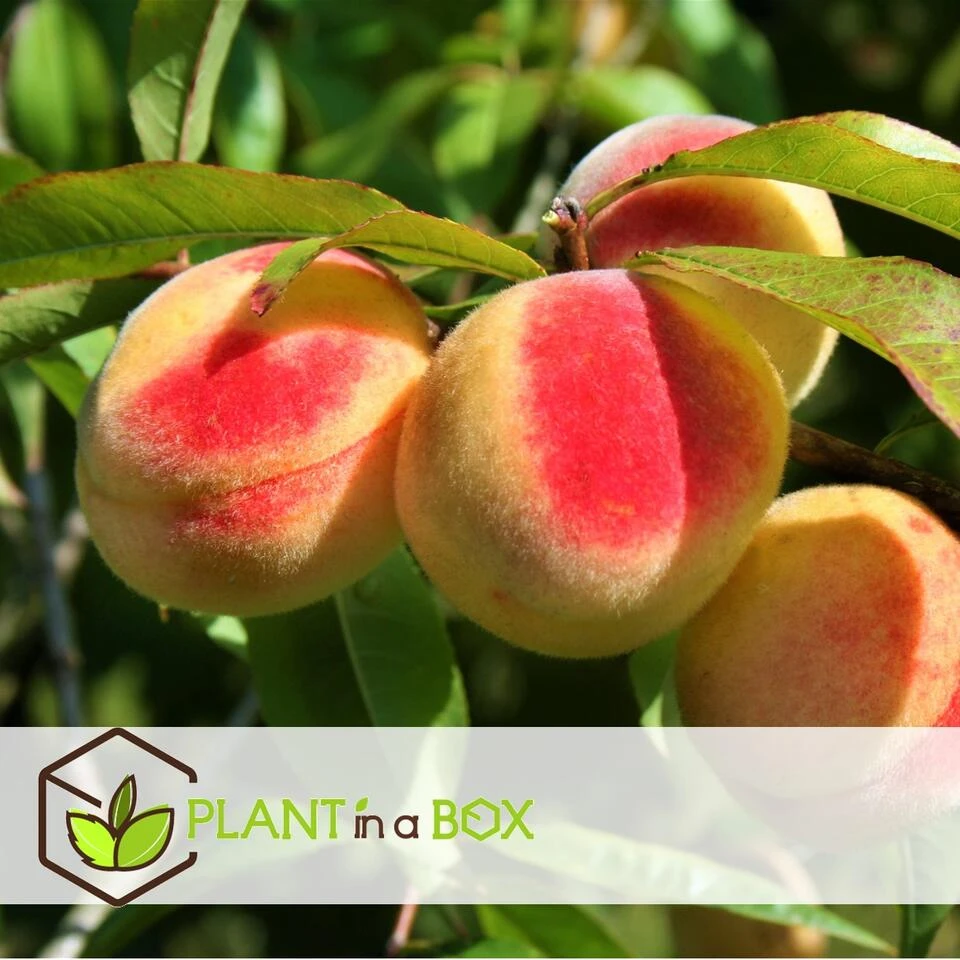 Prunus Bonanza - Set Van 2 - Dwerg Perzikboom - Pot 14cm - Hoogte 60-70cm 2 Prunus Bonanza - Set Van 2 - Dwerg Perzikboom - Pot 14cm - Hoogte 60-70cm - Afbeelding 2