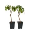 Prunus Bonanza - Set Van 2 - Dwerg Perzikboom - Pot 14cm - Hoogte 60-70cm -Goedkope Planten winkel 1000046144