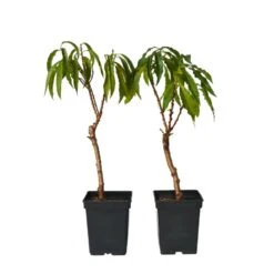 Prunus Bonanza - Set Van 2 - Dwerg Perzikboom - Pot 14cm - Hoogte 60-70cm